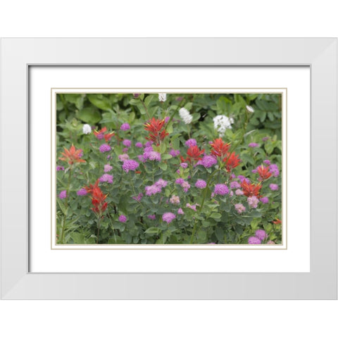 Washington, Mount Rainier NP Wildflowers White Modern Wood Framed Art Print with Double Matting by Paulson, Don