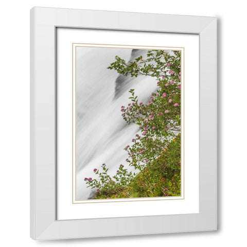 WA, Mount Rainier NP Waterfall in Paradise Creek White Modern Wood Framed Art Print with Double Matting by Paulson, Don