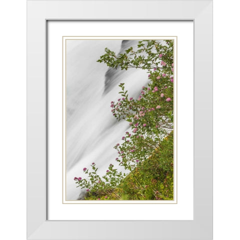 WA, Mount Rainier NP Waterfall in Paradise Creek White Modern Wood Framed Art Print with Double Matting by Paulson, Don