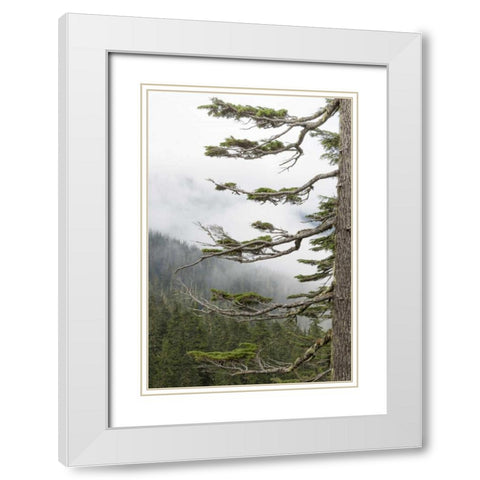 Washington, Mount Rainier NP Evergreens in fog White Modern Wood Framed Art Print with Double Matting by Paulson, Don