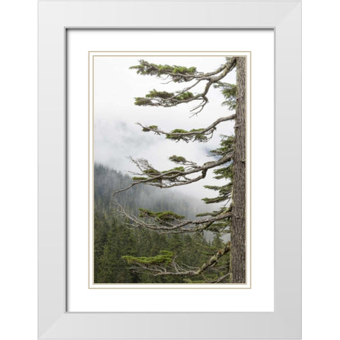 Washington, Mount Rainier NP Evergreens in fog White Modern Wood Framed Art Print with Double Matting by Paulson, Don