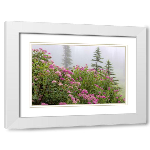 Washington, Mount Rainier NP Wildflowers White Modern Wood Framed Art Print with Double Matting by Paulson, Don