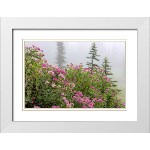 Washington, Mount Rainier NP Wildflowers White Modern Wood Framed Art Print with Double Matting by Paulson, Don