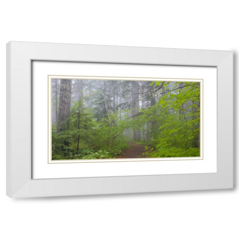 Washington, Mount Rainier NP Trail in forest White Modern Wood Framed Art Print with Double Matting by Paulson, Don