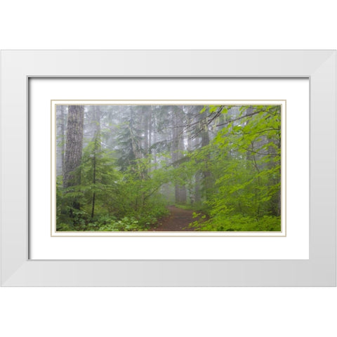 Washington, Mount Rainier NP Trail in forest White Modern Wood Framed Art Print with Double Matting by Paulson, Don