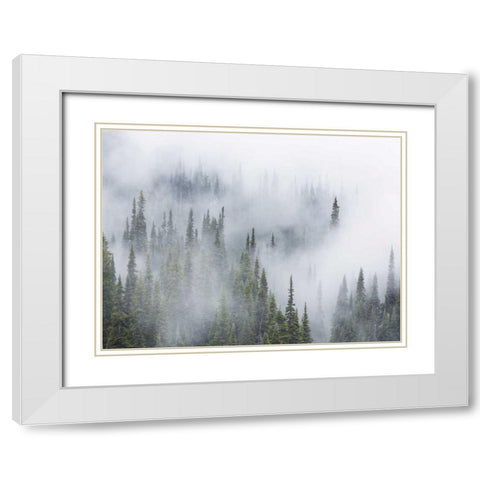 WA, Mount Rainier NP Landscape of fog in forest White Modern Wood Framed Art Print with Double Matting by Paulson, Don