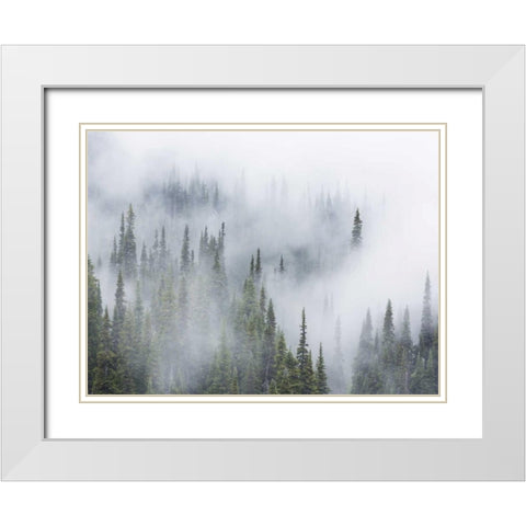 WA, Mount Rainier NP Landscape of fog in forest White Modern Wood Framed Art Print with Double Matting by Paulson, Don