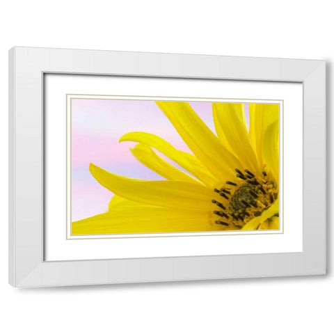 Washington Detail of sunflower blossom White Modern Wood Framed Art Print with Double Matting by Paulson, Don