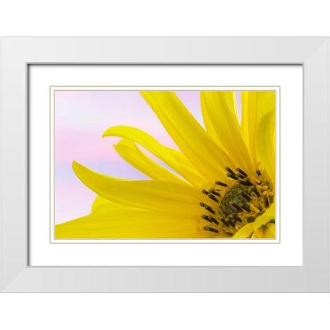 Washington Detail of sunflower blossom White Modern Wood Framed Art Print with Double Matting by Paulson, Don