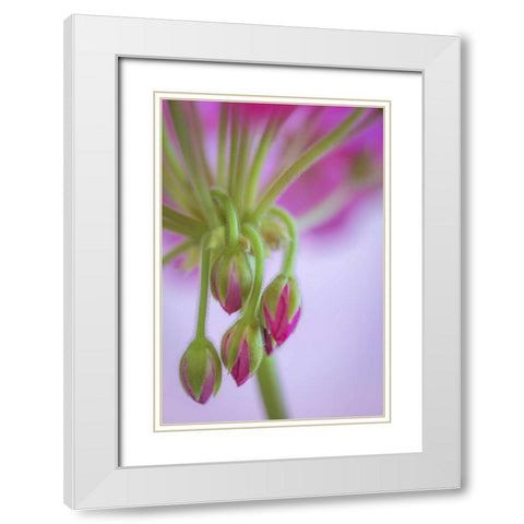 Washington Geranium buds close-up White Modern Wood Framed Art Print with Double Matting by Paulson, Don