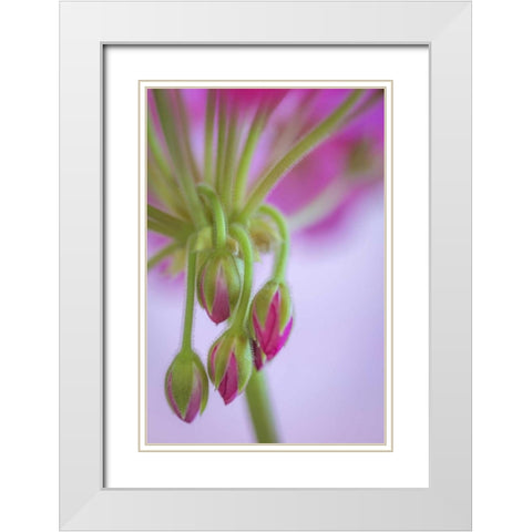 Washington Geranium buds close-up White Modern Wood Framed Art Print with Double Matting by Paulson, Don
