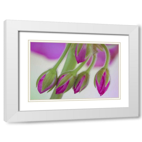Washington Geranium buds close-up White Modern Wood Framed Art Print with Double Matting by Paulson, Don