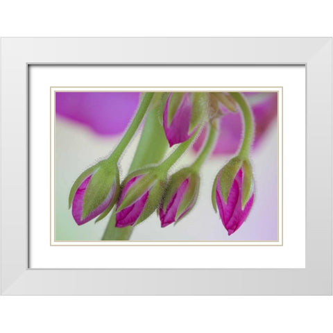 Washington Geranium buds close-up White Modern Wood Framed Art Print with Double Matting by Paulson, Don