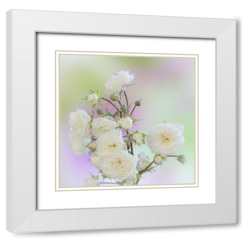 Washington Close-up of peace roses White Modern Wood Framed Art Print with Double Matting by Paulson, Don