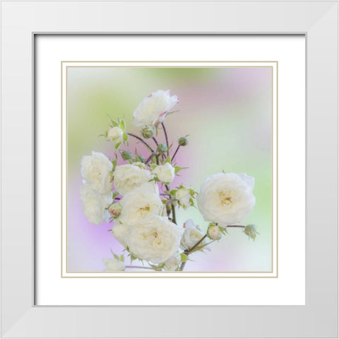 Washington Close-up of peace roses White Modern Wood Framed Art Print with Double Matting by Paulson, Don