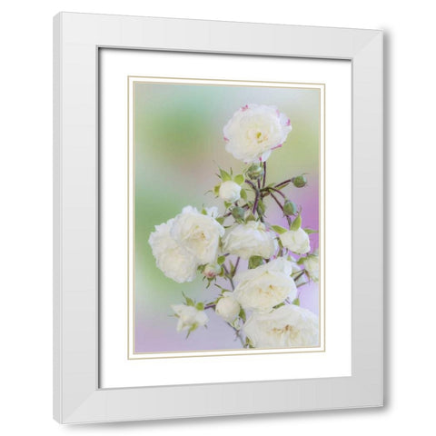 Washington Close-up of peace roses White Modern Wood Framed Art Print with Double Matting by Paulson, Don