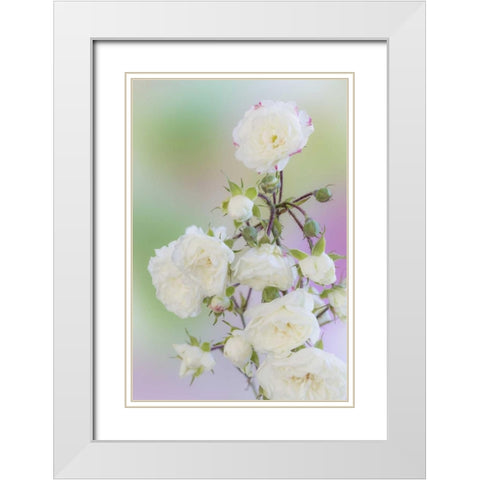 Washington Close-up of peace roses White Modern Wood Framed Art Print with Double Matting by Paulson, Don