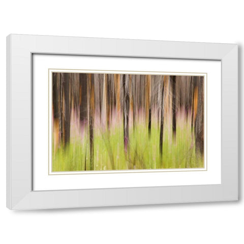 Canada, BC, Motion blur of grass and trees White Modern Wood Framed Art Print with Double Matting by Paulson, Don