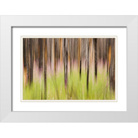 Canada, BC, Motion blur of grass and trees White Modern Wood Framed Art Print with Double Matting by Paulson, Don