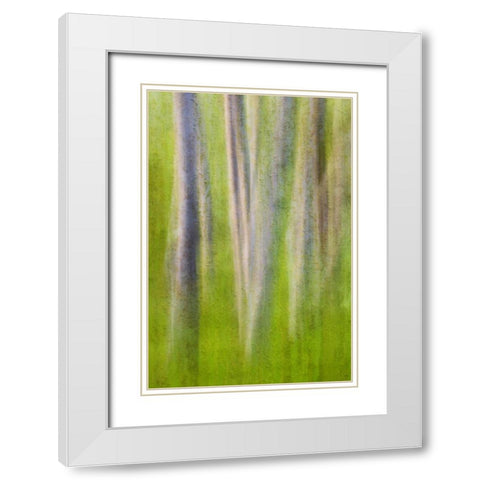 USA, Washington State Alder tree abstract White Modern Wood Framed Art Print with Double Matting by Paulson, Don
