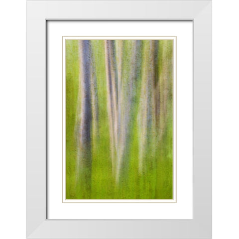 USA, Washington State Alder tree abstract White Modern Wood Framed Art Print with Double Matting by Paulson, Don