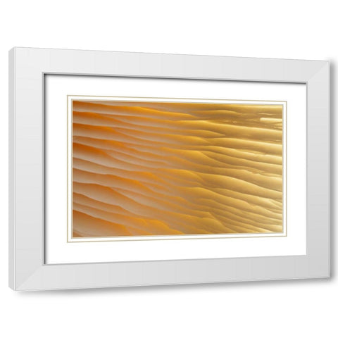 Washington , Seabeck Abstract of mushroom plant White Modern Wood Framed Art Print with Double Matting by Paulson, Don