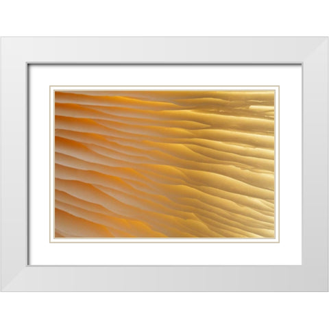 Washington , Seabeck Abstract of mushroom plant White Modern Wood Framed Art Print with Double Matting by Paulson, Don