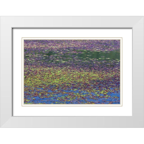 OR, Tahkenitch Lake Abstract of duck weed White Modern Wood Framed Art Print with Double Matting by Paulson, Don