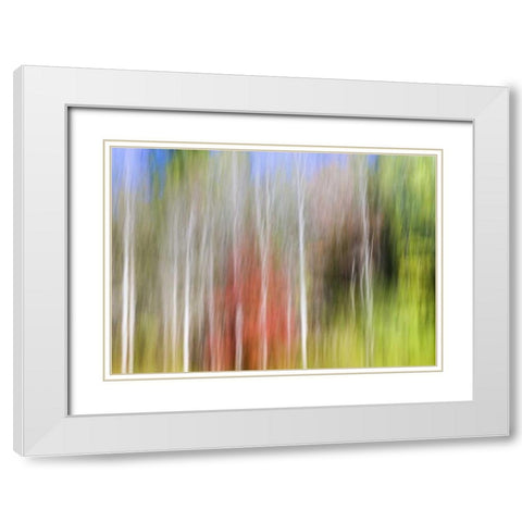 TN, Cherokee NF Abstract tree reflects in a pond White Modern Wood Framed Art Print with Double Matting by Paulson, Don