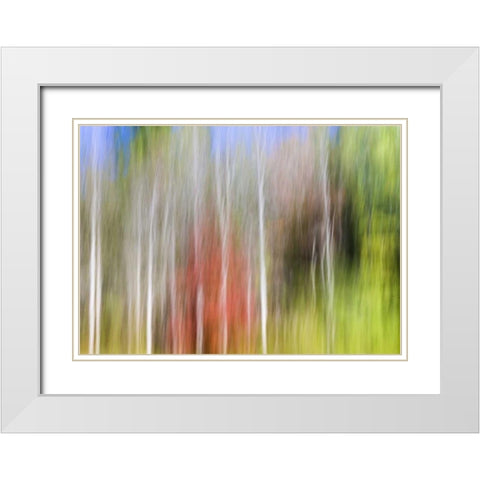 TN, Cherokee NF Abstract tree reflects in a pond White Modern Wood Framed Art Print with Double Matting by Paulson, Don