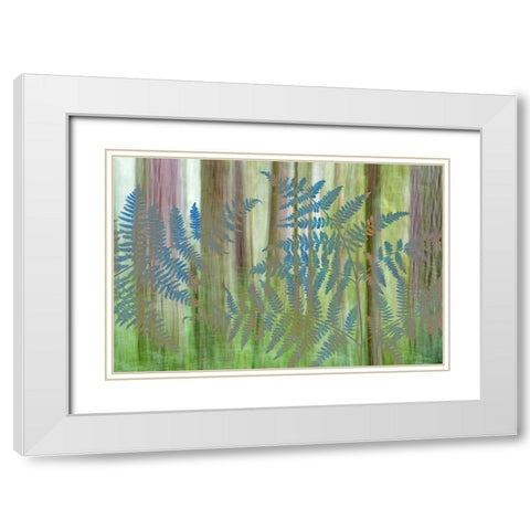 WA, Seabeck Collage of bracken ferns and forest White Modern Wood Framed Art Print with Double Matting by Paulson, Don