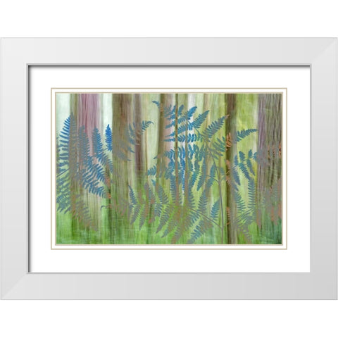 WA, Seabeck Collage of bracken ferns and forest White Modern Wood Framed Art Print with Double Matting by Paulson, Don