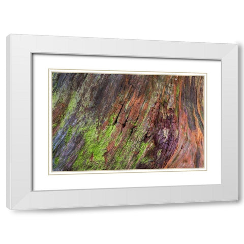 Washington, Olympic NP Rotten stump with moss White Modern Wood Framed Art Print with Double Matting by Paulson, Don
