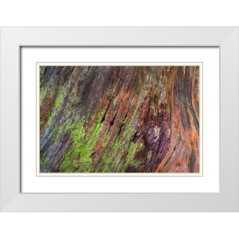 Washington, Olympic NP Rotten stump with moss White Modern Wood Framed Art Print with Double Matting by Paulson, Don