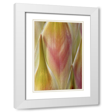 Washington State, Seabeck Flower petals White Modern Wood Framed Art Print with Double Matting by Paulson, Don