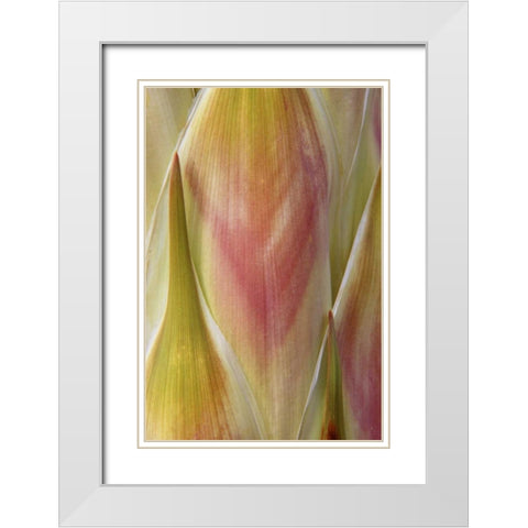 Washington State, Seabeck Flower petals White Modern Wood Framed Art Print with Double Matting by Paulson, Don