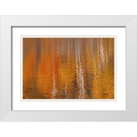 WA, Winthrop Autumn reflections on Beaver Pond White Modern Wood Framed Art Print with Double Matting by Paulson, Don