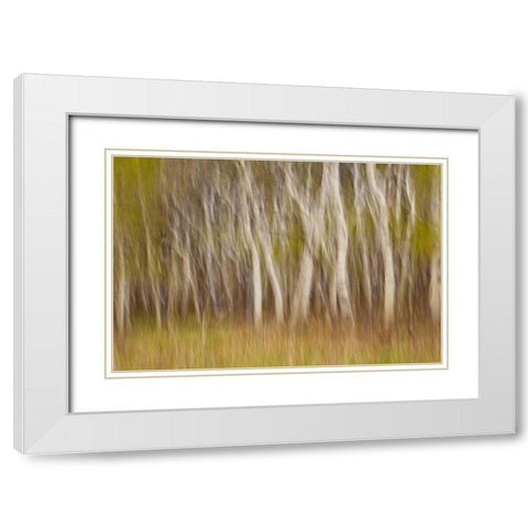 USA, Montana Aspen forest abstract White Modern Wood Framed Art Print with Double Matting by Paulson, Don