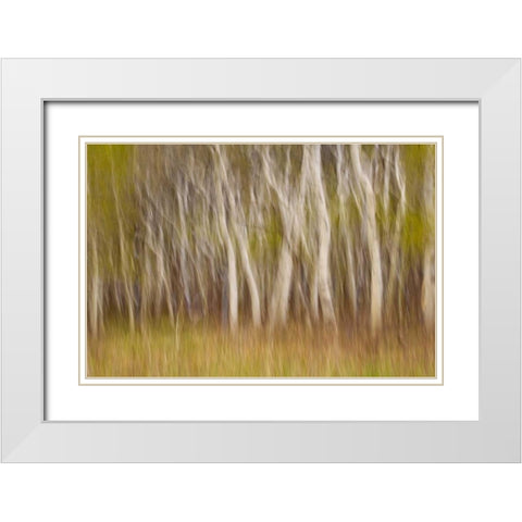 USA, Montana Aspen forest abstract White Modern Wood Framed Art Print with Double Matting by Paulson, Don