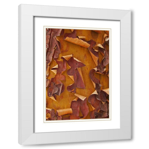 Washington Detail of Pacific madrona tree bark White Modern Wood Framed Art Print with Double Matting by Paulson, Don