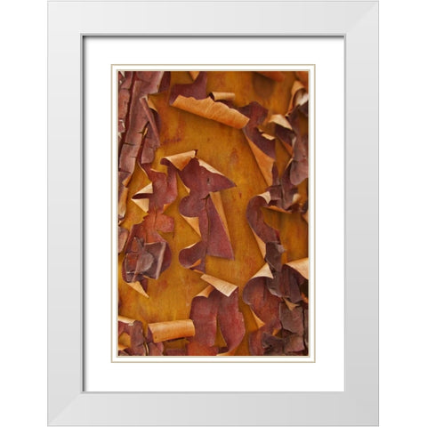 Washington Detail of Pacific madrona tree bark White Modern Wood Framed Art Print with Double Matting by Paulson, Don