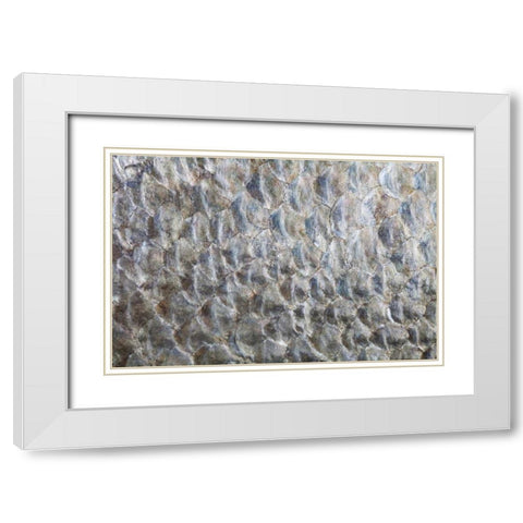 USA, Washington Detail abstract of fish scales White Modern Wood Framed Art Print with Double Matting by Paulson, Don