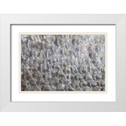 USA, Washington Detail abstract of fish scales White Modern Wood Framed Art Print with Double Matting by Paulson, Don