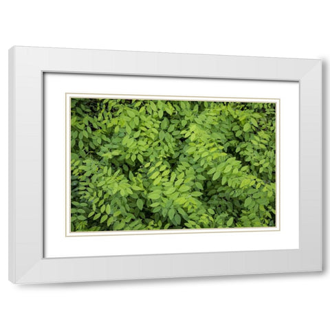 Washington State, San Juan Islands Foliage White Modern Wood Framed Art Print with Double Matting by Paulson, Don