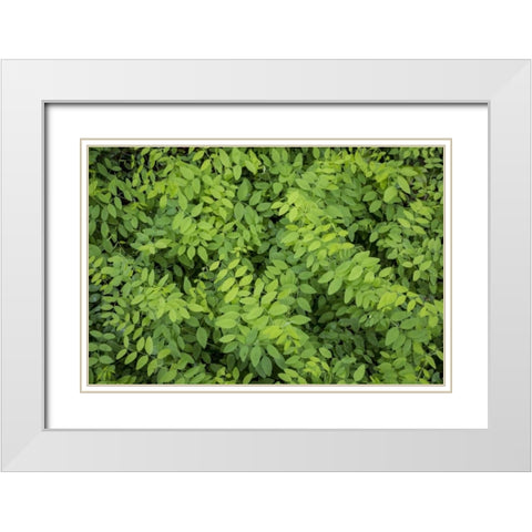 Washington State, San Juan Islands Foliage White Modern Wood Framed Art Print with Double Matting by Paulson, Don