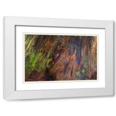 Washington, Olympic NP Rotten stump with moss White Modern Wood Framed Art Print with Double Matting by Paulson, Don