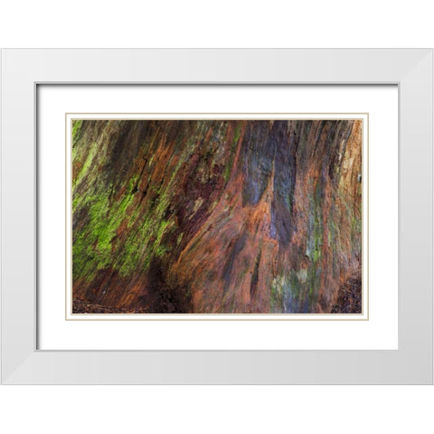 Washington, Olympic NP Rotten stump with moss White Modern Wood Framed Art Print with Double Matting by Paulson, Don