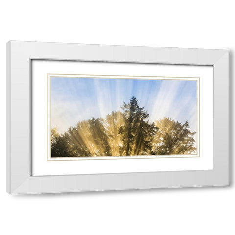 Washington, Seabeck Sun rays through fir trees White Modern Wood Framed Art Print with Double Matting by Paulson, Don