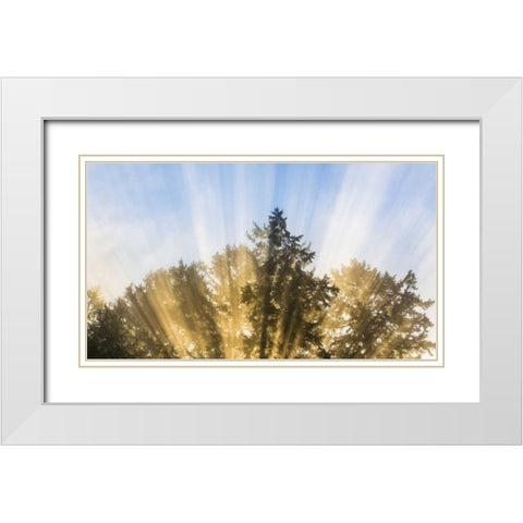 Washington, Seabeck Sun rays through fir trees White Modern Wood Framed Art Print with Double Matting by Paulson, Don