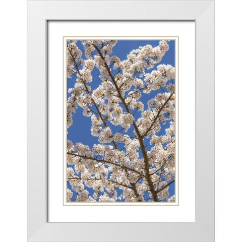 Washington, Seabeck Cherry tree blossoms White Modern Wood Framed Art Print with Double Matting by Paulson, Don